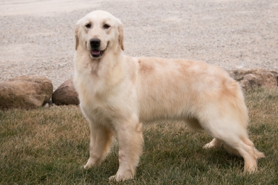 English Cream Golden Retrievers for sale in Indiana by Pristine English Cream Retriever English Cream Golden Retrievers for sale in Indiana by Pristine English Cream Retriever