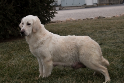 English Cream Retriever English Cream Retriever