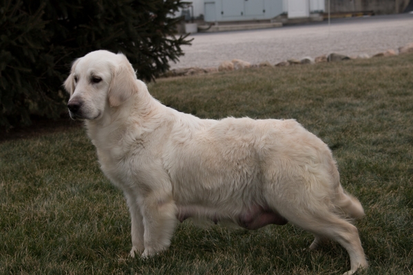 English Cream Retriever