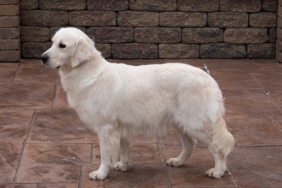 English Cream Retrievers for sale English Cream Retrievers for sale