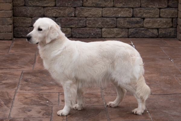 English Cream Retrievers for sale