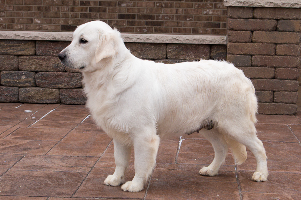 English Cream Retrievers for sale English Cream Retrievers for sale
