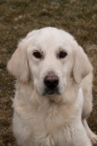 Pristine English Cream Golden Retrievers 260-466-2494