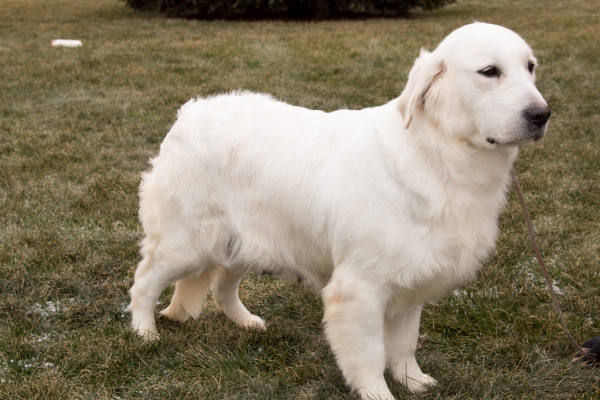 Pristine English Cream Retriever puppies for sale