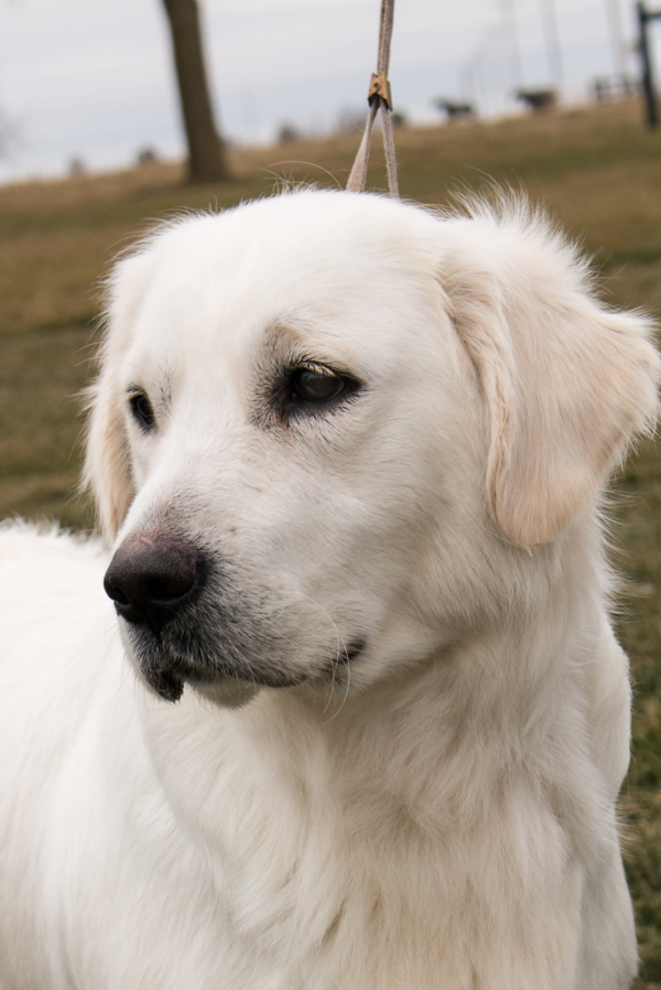 Pristine English Cream Retrievers