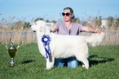 Pristine English Cream Retrievers Grabill IN Pristine English Cream Retrievers Grabill IN