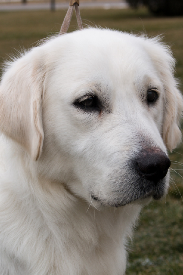 Pristine English Cream Retrievers for sale – Bella Pristine English Cream Retrievers for sale - Bella
