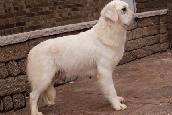 Pristine English Cream Retrievers is a top breeder in Indiana