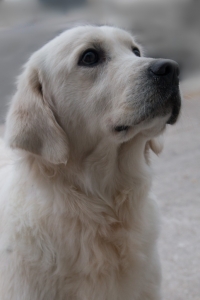Pristine English Creams is a top breeder in IN Sunny