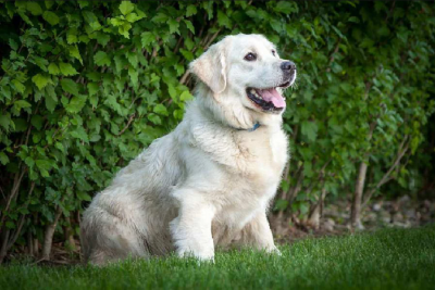 Puppies for sale in IN – Daisy Puppies for sale in IN - Daisy