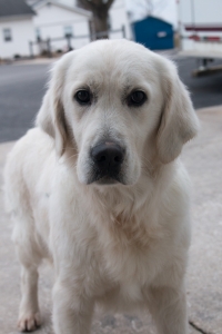 Sunny is an English Cream Golden Retriever