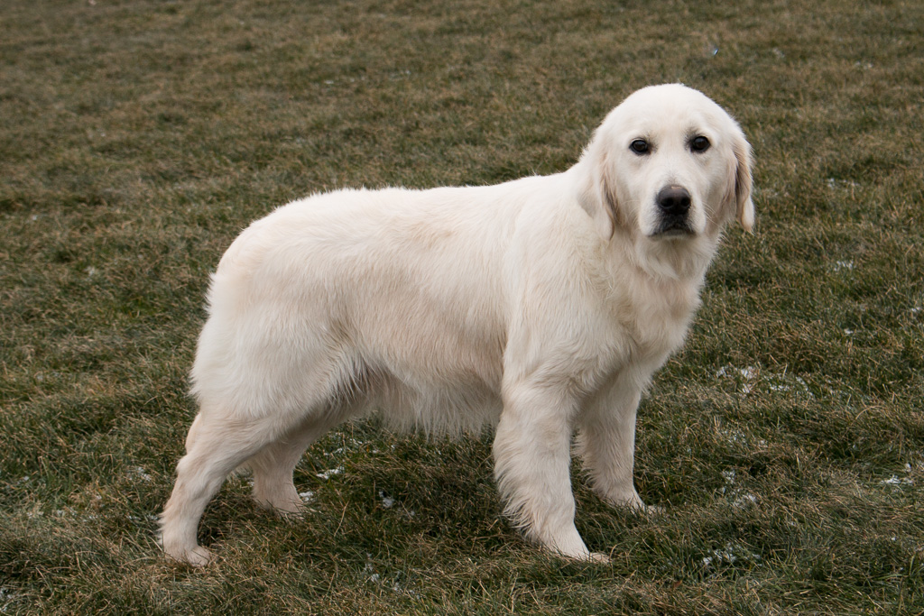 White Golden Retrievers For Sale by Pristine English Creams Sunny