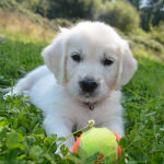 English cream best sale puppies for sale