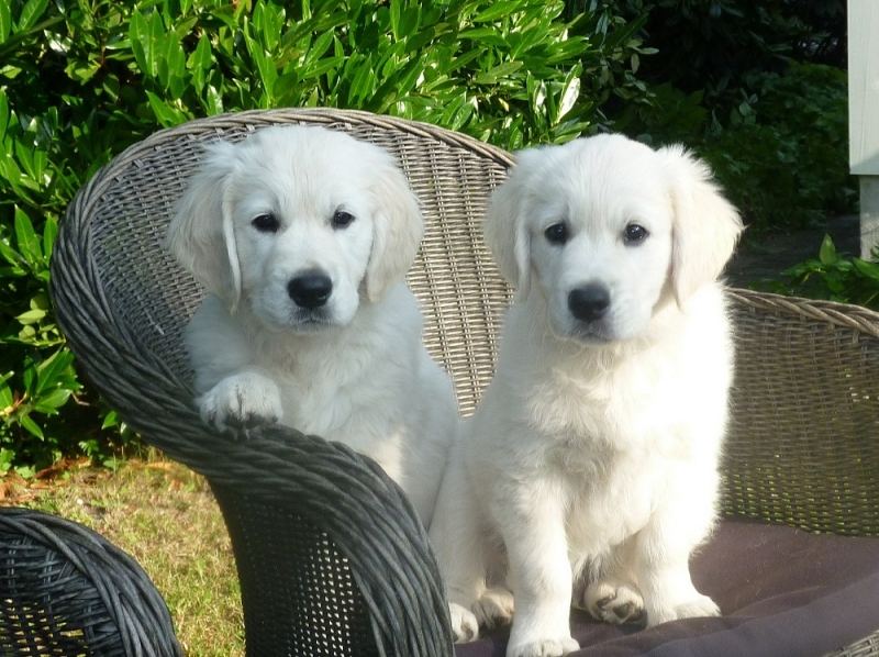 English Cream Golden Retriever Puppies For SalePristine English Creams