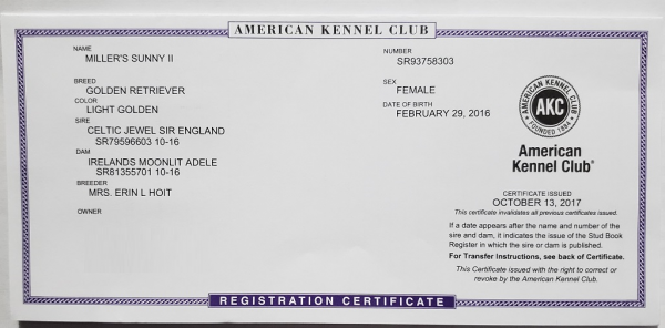 Sunny AKC English Cream Golden Retriever Sunny AKC English Cream Golden Retriever