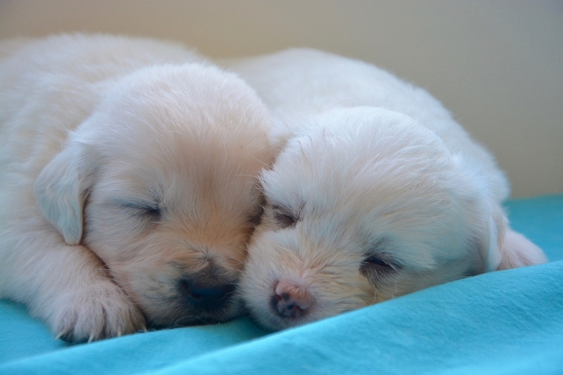 White golden retriever puppies for sale