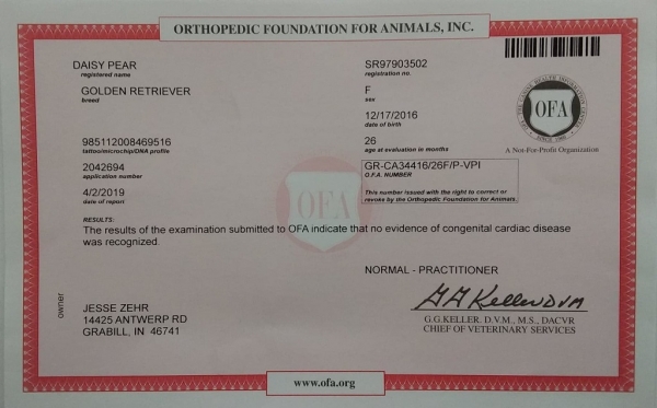 Daisy Congenital Cardiac Disease Certificate Daisy Congenita No Cardiac Disease Certificate