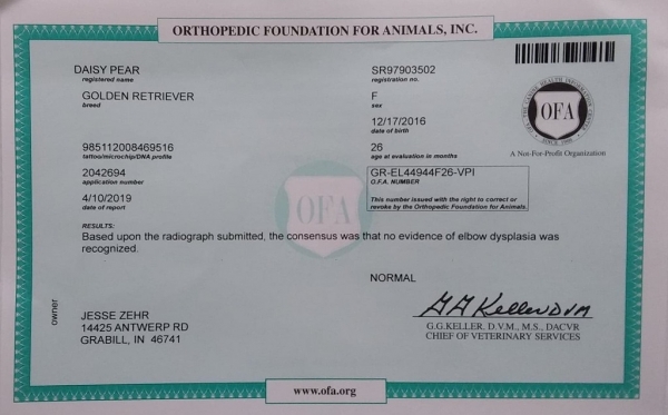 Daisy No Elbow Dysplasia Certificate Daisy No Elbow Dysplasia Certificate