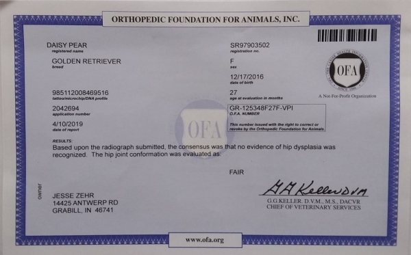 Daisy Hip Dysplasia Certificate Daisy No Hip Dysplasia Certificate