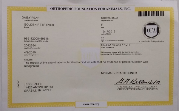 Daisy Patellar Luxation Certificate Daisy Patellar No Luxation Certificate