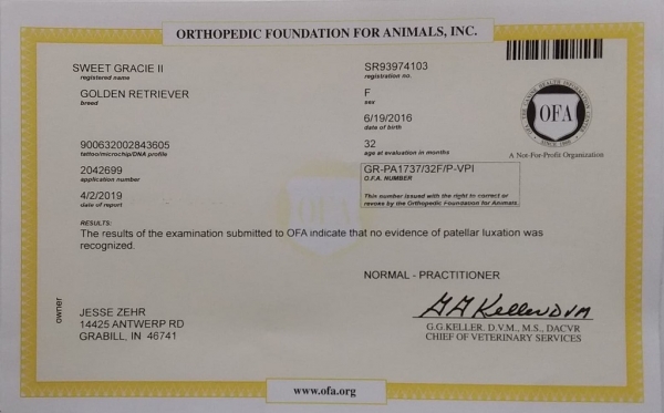 Gracie No Patellar Luxation Gracie No Patellar Luxation