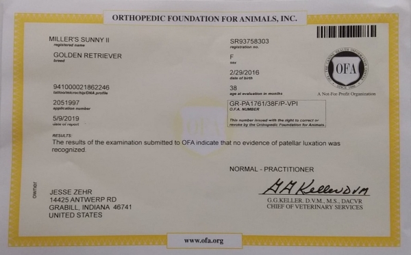 Sunny No Patellar Luxation Sunny No Patellar Luxation