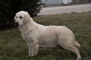 English Cream Retriever Gracie English Cream Retriever Gracie
