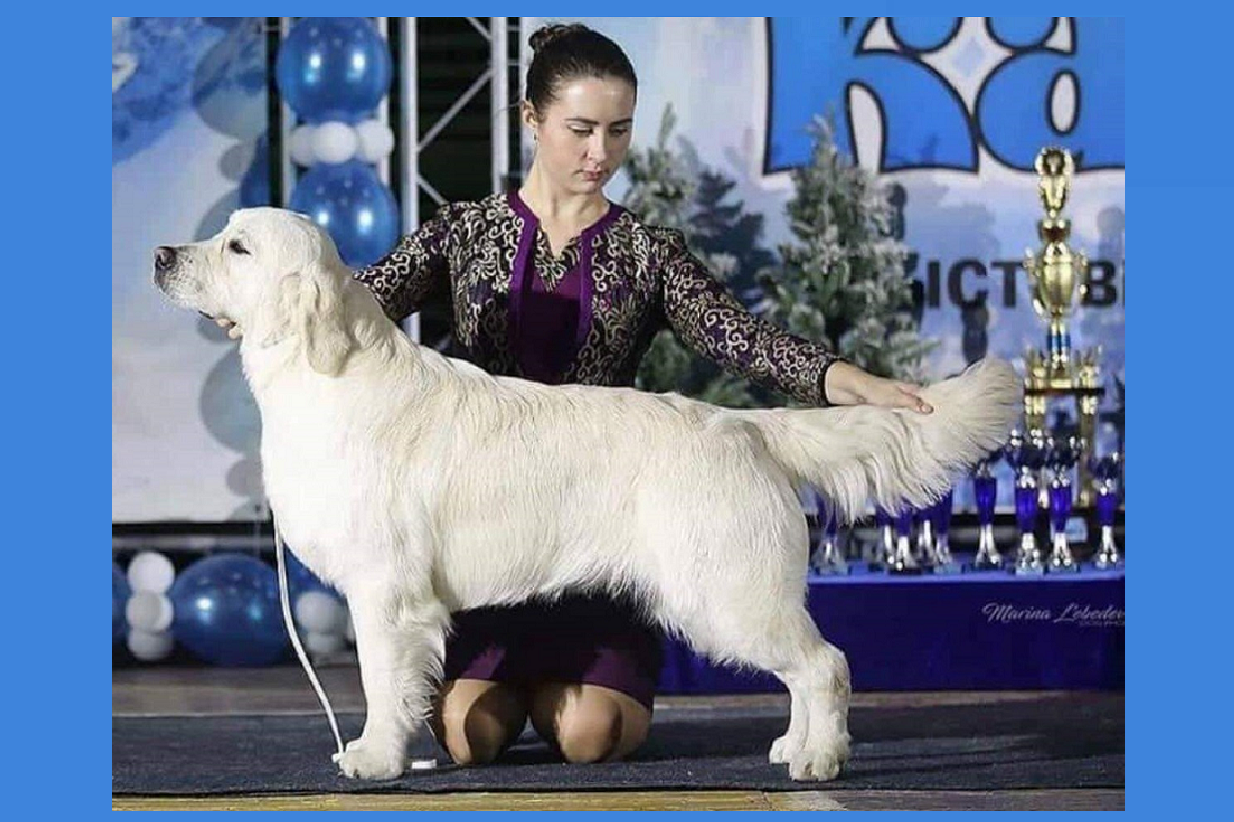 Izum Imported English Cream Golden Retriever Stud Dog From Russia