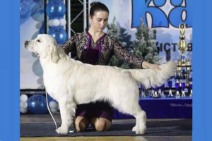 Izum Imported English Cream Golden Retriever owned by Pristine English Creams Izum Imported English Cream Golden Retriever owned by Pristine English Creams