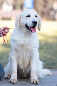 English Cream Golden Retriever Nora English Cream Golden Retrievers bred by Pristine English Creams