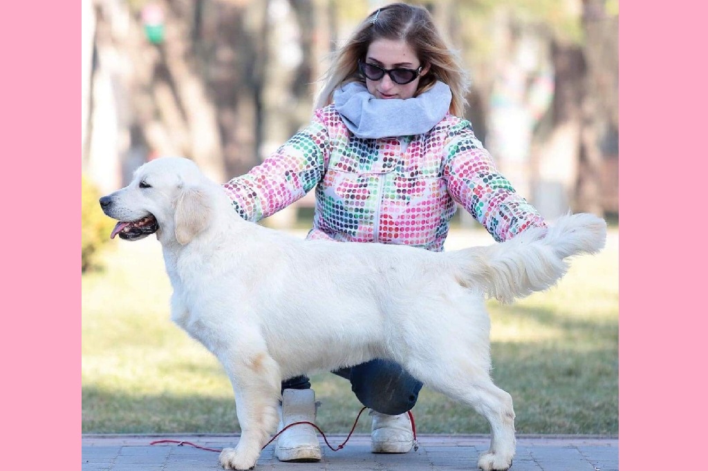 English Cream Golden Retrievers bred by Pristine English Creams in Indiana