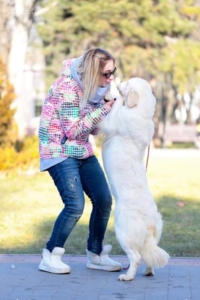 Pristine English Cream Golden Retrievers