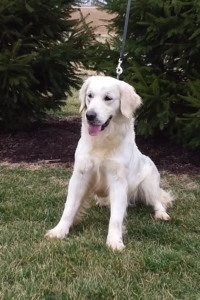 Bailey English Cream Golden Retriever