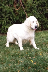 Fairy English Cream Golden Retriever