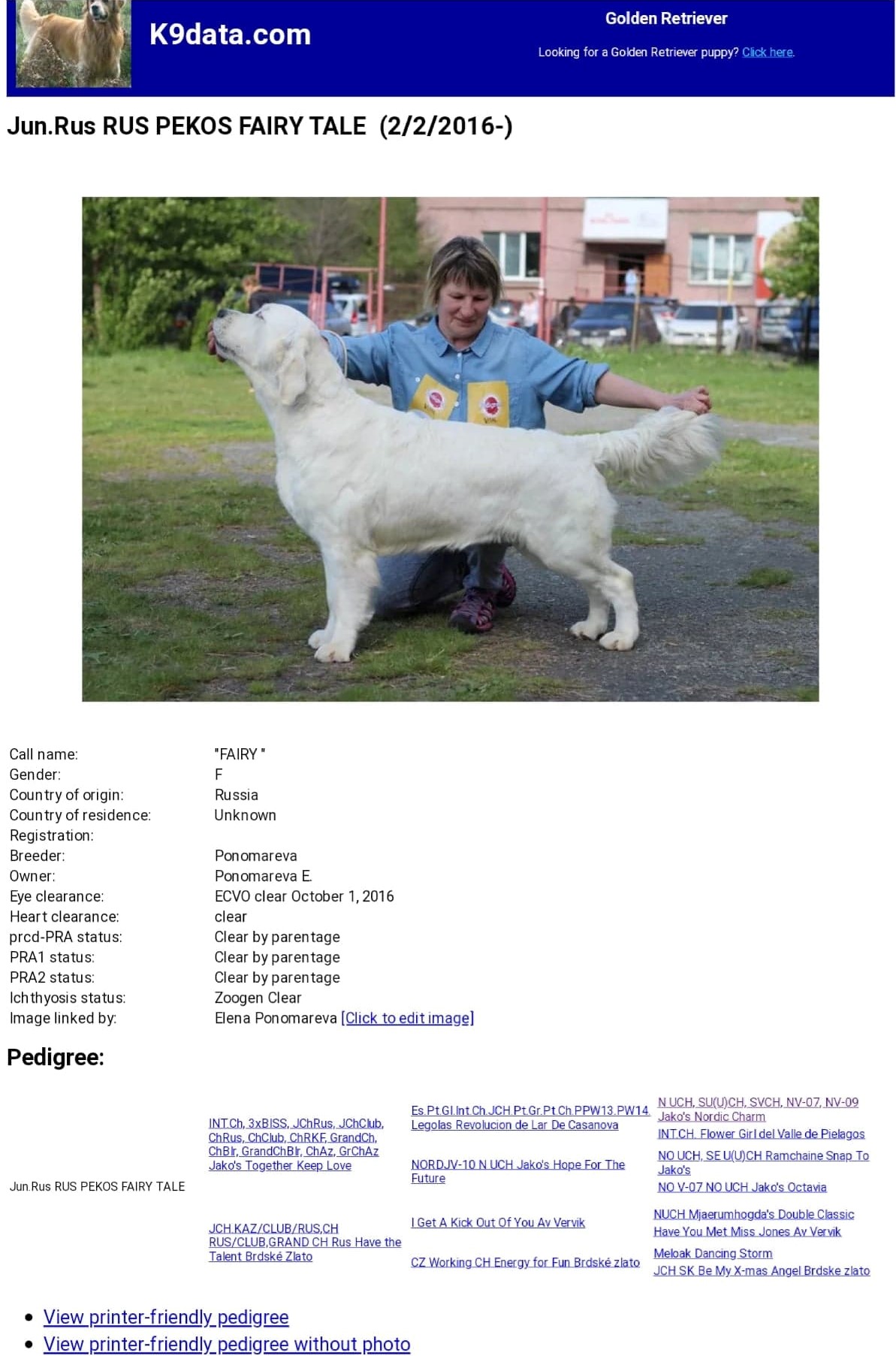 English Cream Golden Retriever – Fairy English Cream Golden Retriever