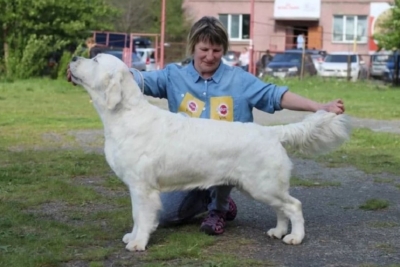 Golden retrievers Fairy Golden retrievers