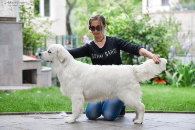 Pristine English Creams sells golden retrievers – Tramin Tamfanae Pristine English Creams sells golden retrievers - Tramin Tamfanae