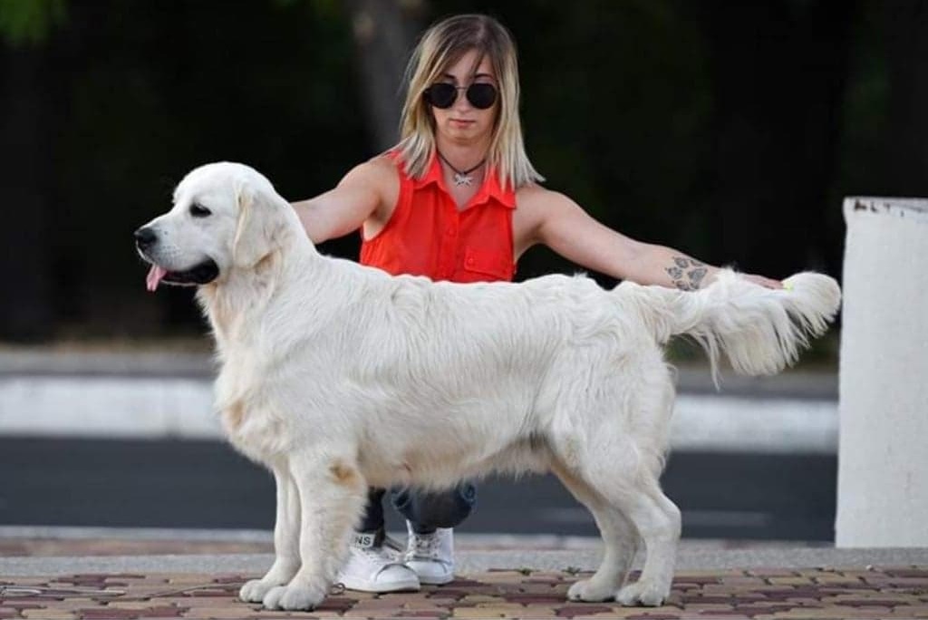 Tramin Tango Stud Golden Retriever Pristine English Creams Tramin Tango Stud Golden Retriever Pristine English Creams
