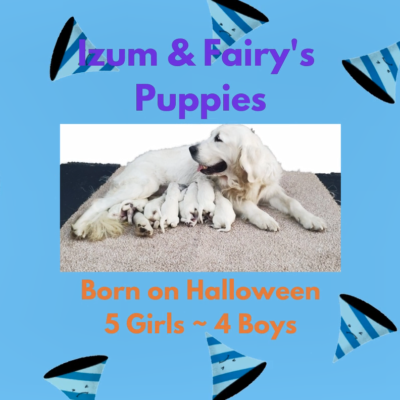 Izum and Fairy’s puppies 10-31-2020 Izum and Fairy's puppies 10-31-2020