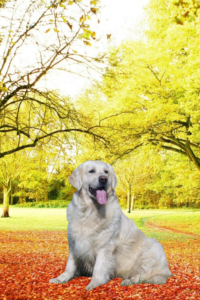 Lily English Cream Golden Retriever