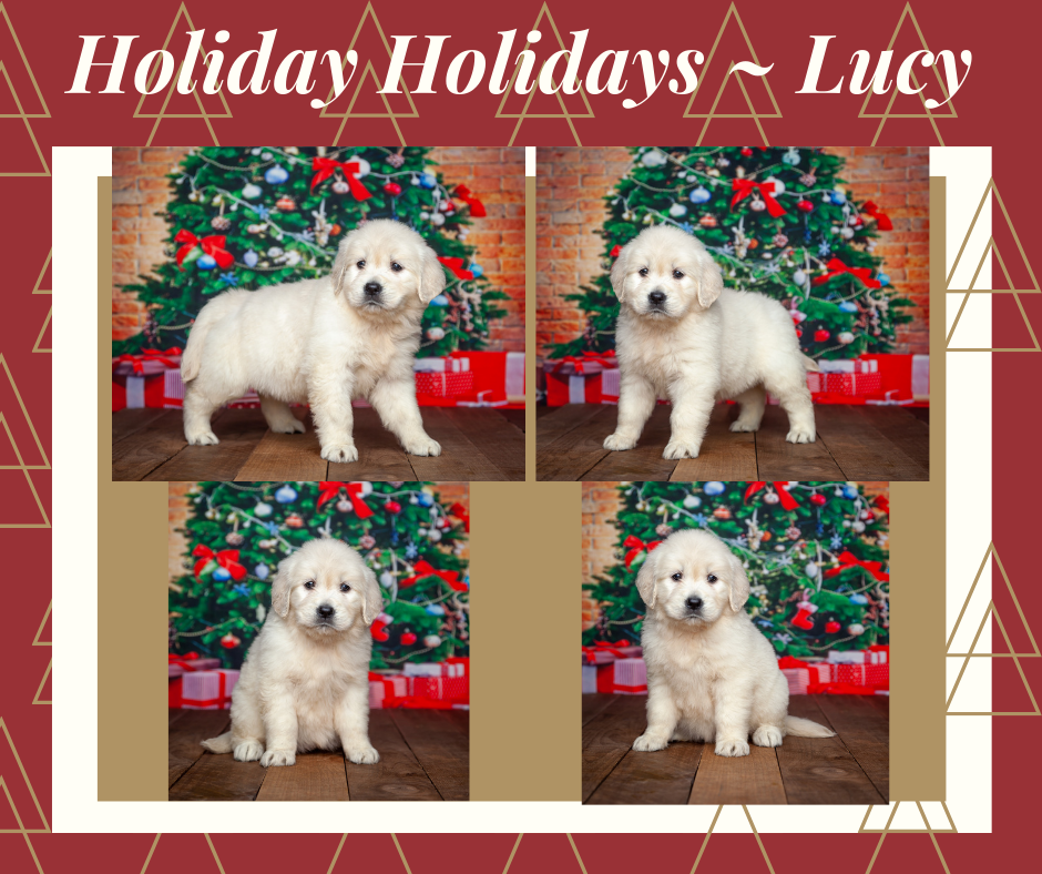 Lucy By Daisey & Izum