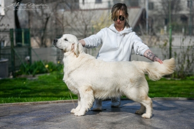 English Cream Golden Retriever - Tramin Infinity