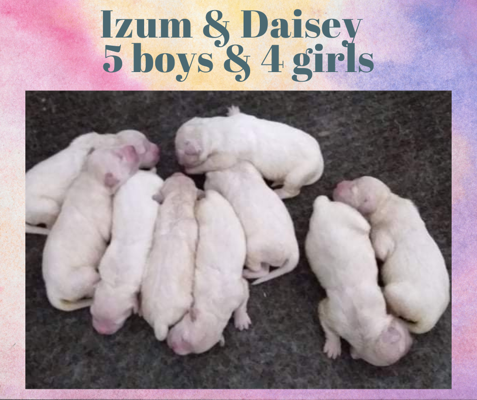 Izum and Daisey DOB 6 16 21 5 males and 4 females Izum and Daisey DOB 6 16 21 5 males and 4 females