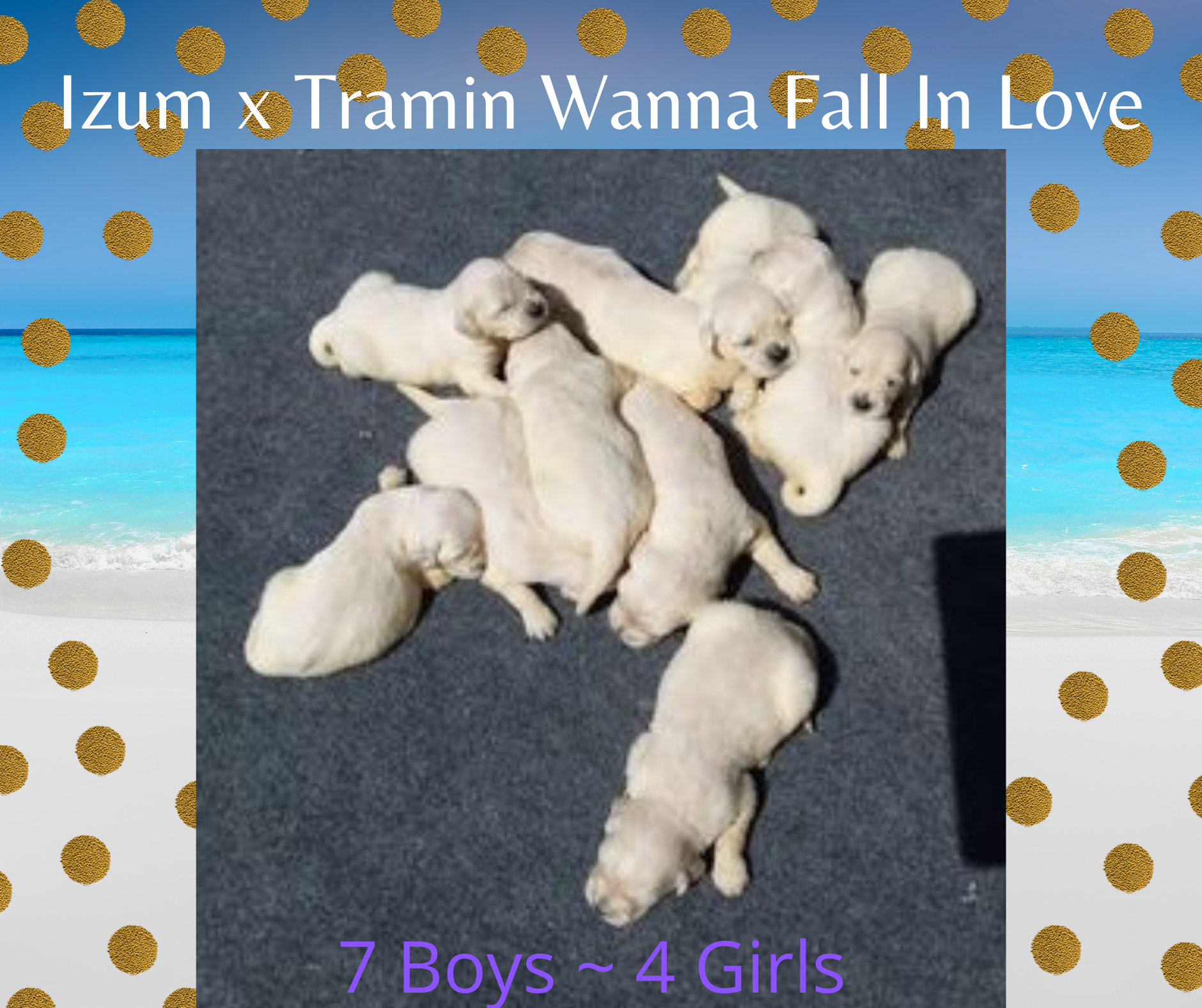Izum x Tramin Wanna Fall In Love Izum x Tramin Wanna Fall In Love