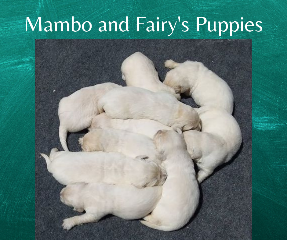 Mambo and Fairy’s Puppies Mambo and Fairy's Puppies