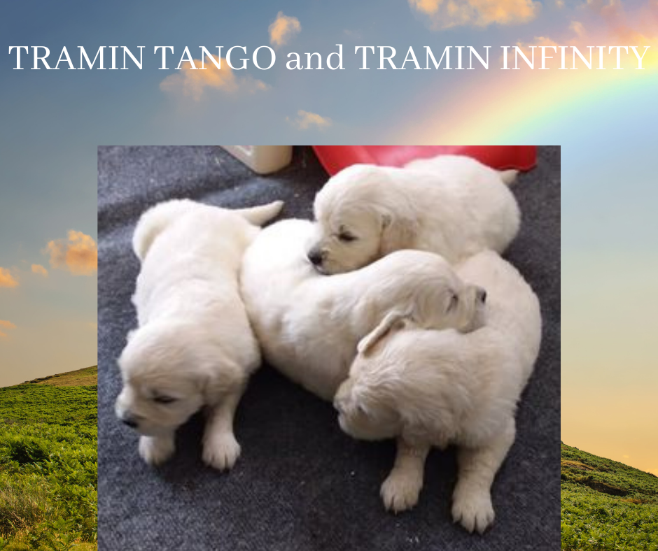 TRAMIN TANGO and TRAMIN INFINITY TRAMIN TANGO and TRAMIN INFINITY