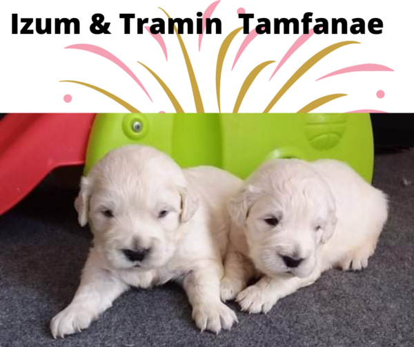 Izum and Tramin Tamfanae