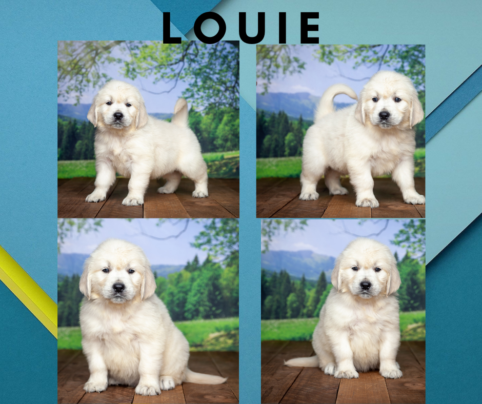 Louie by Izum & Sunny March 20, 2021
