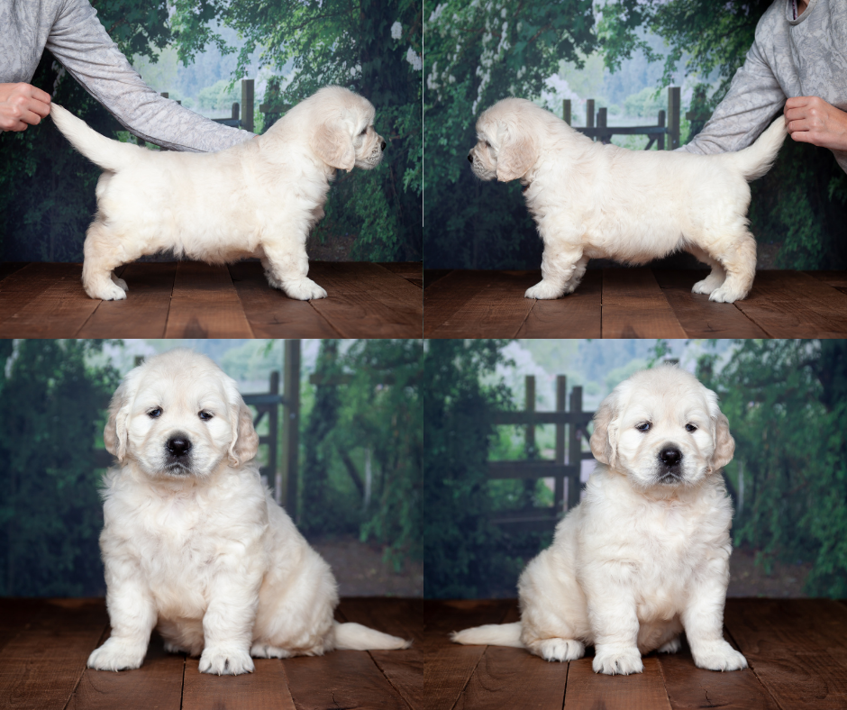English cream golden retriever puppies for sale