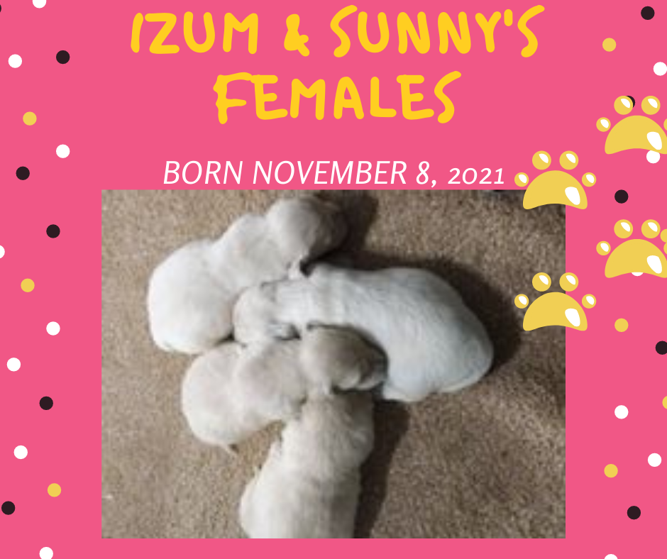 English creamngolden retriever puppies for sale in IN